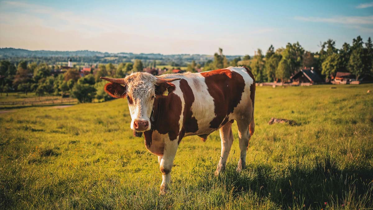 Moving the Needle on Canada’s Beef Sustainability Programs and Quantification