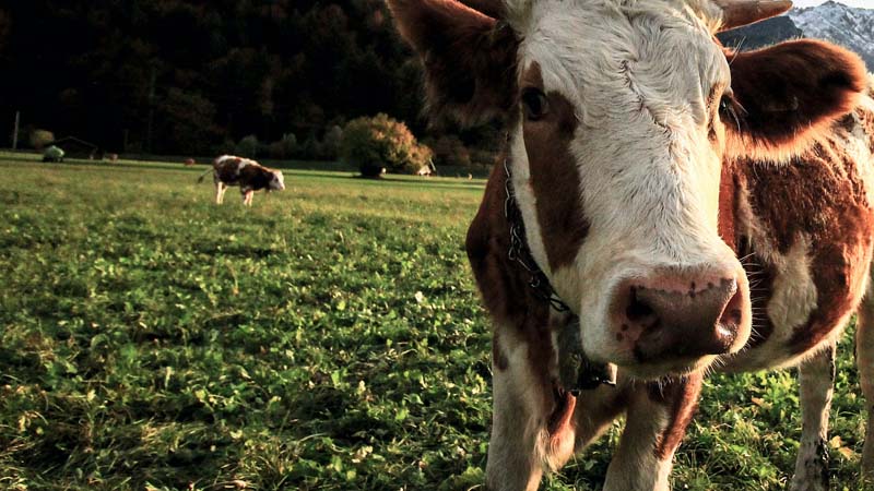 Achieving Emissions Reductions Through Biogas Technology With Korova Feeders Ltd