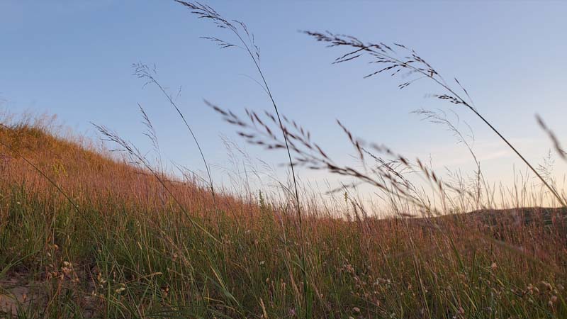 Roadmap to Quantify Soil Organic Carbon on Grasslands