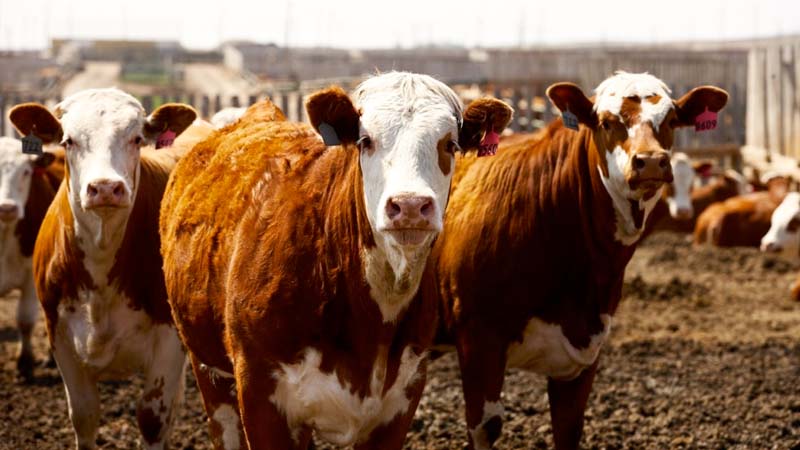 Mcdonalds Verified Sustainable Beef Pilot Project